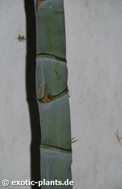 Semillas de Bambusa Ventricosa (10u.)