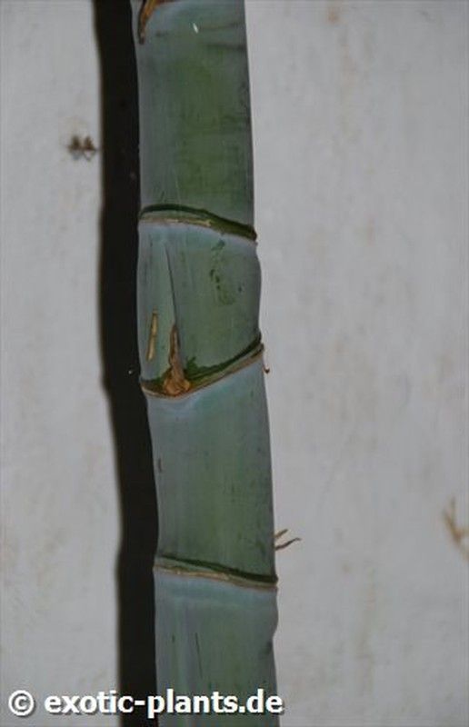 Semillas de Bambusa Ventricosa (10u.)