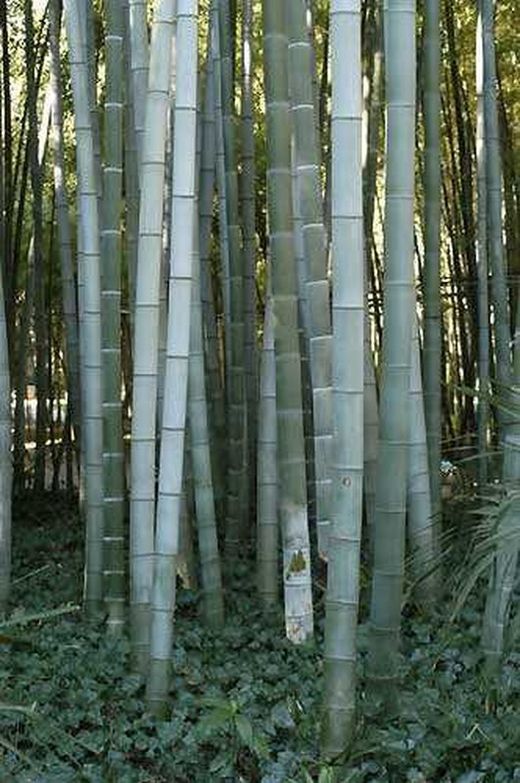 Semillas de Phyllostachys Pubescens (10u.)